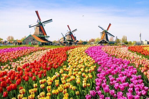Dutch & Flemish translation– news article